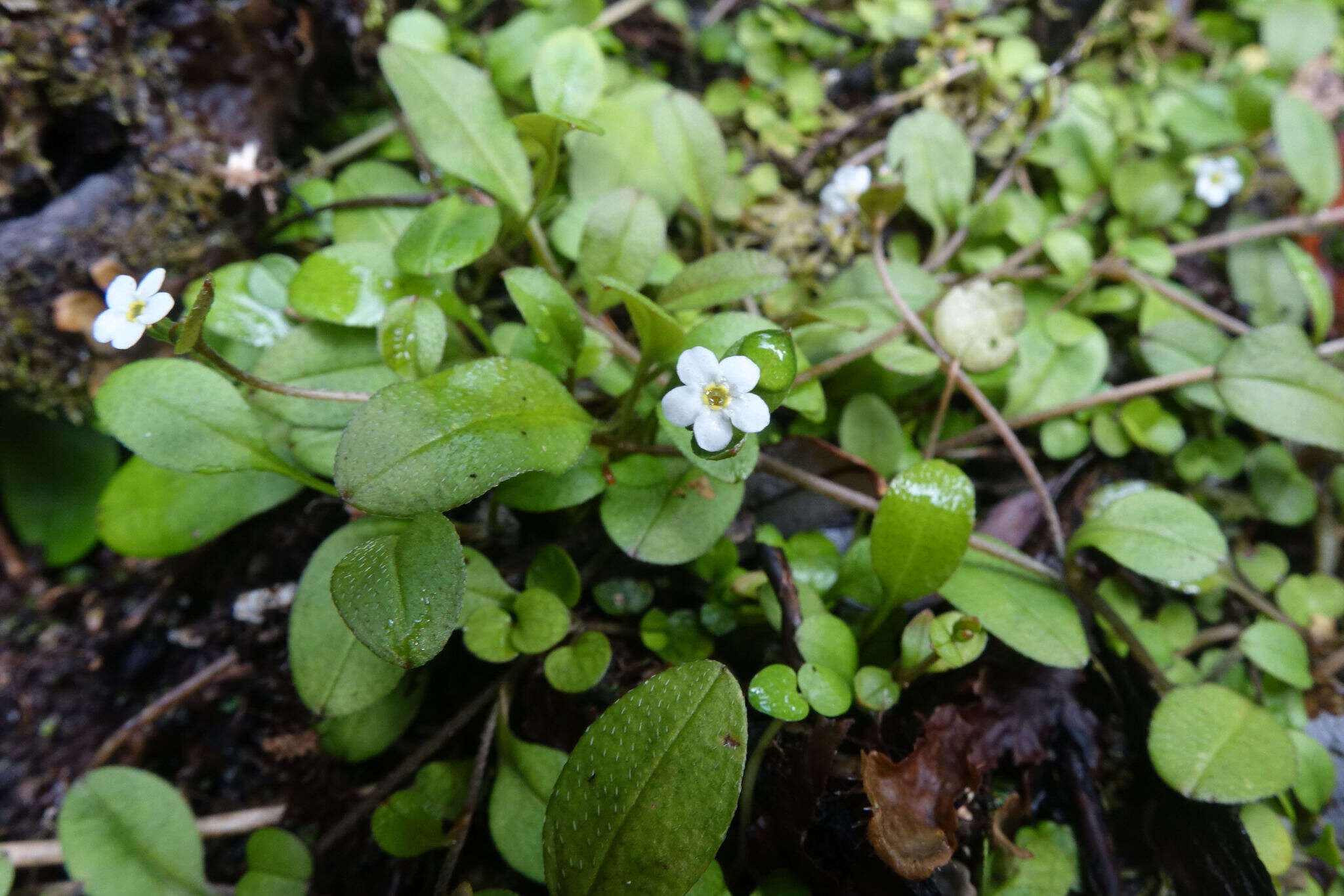 Image of Myosotis tenericaulis Petrie.