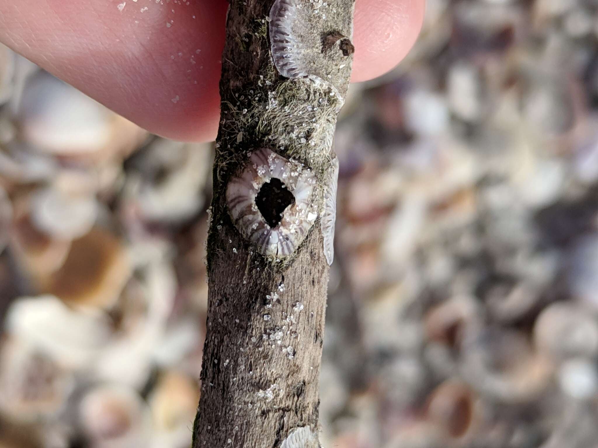 Image of Striped barnacle