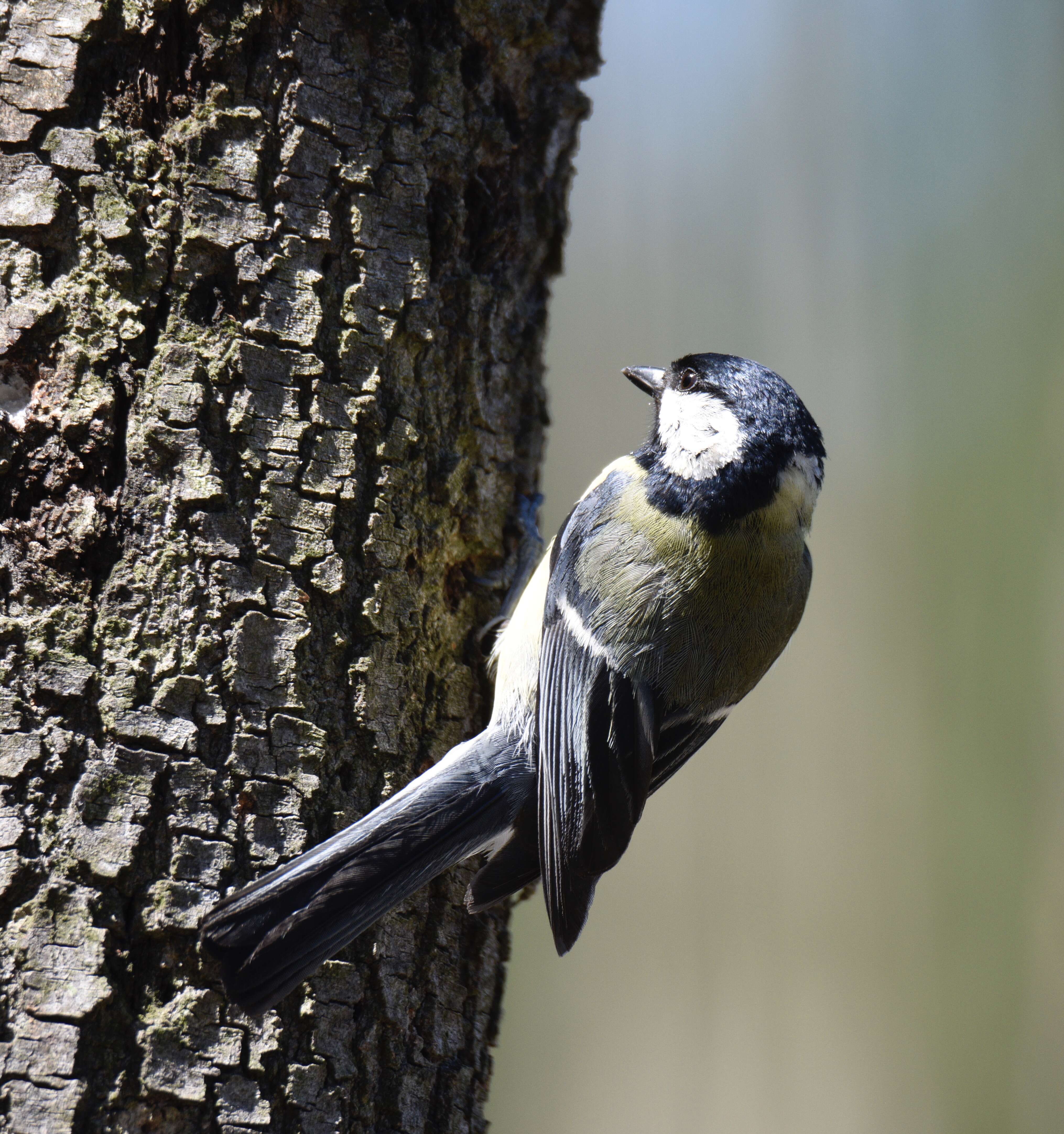 Image of Great Tit