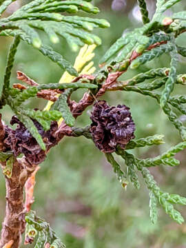 Image of Atlantic White Cedar