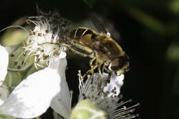 Image of <i>Eristalis nemorum</i>