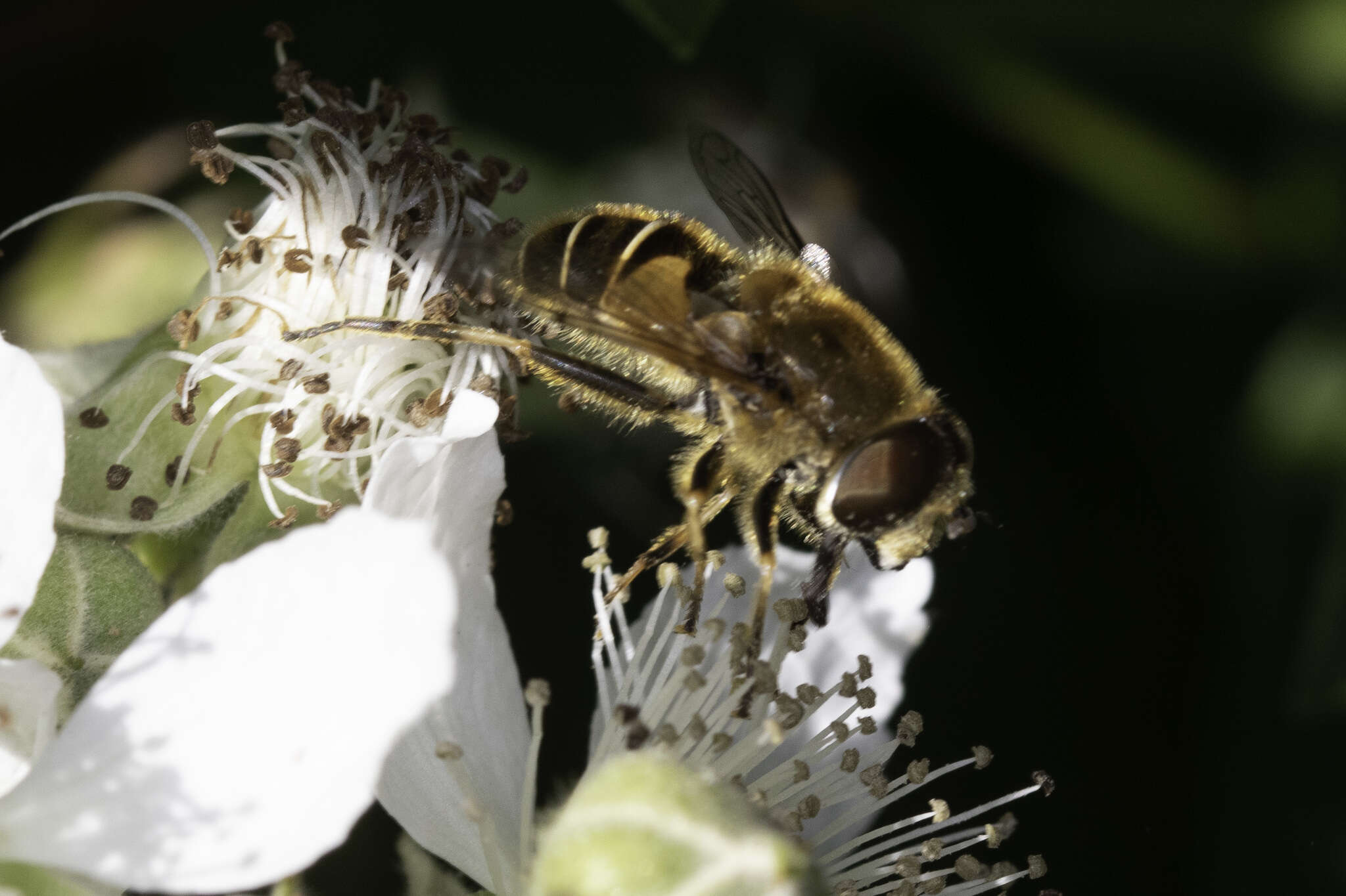 صورة <i>Eristalis nemorum</i>