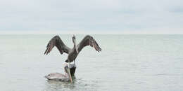 Image of California brown pelican