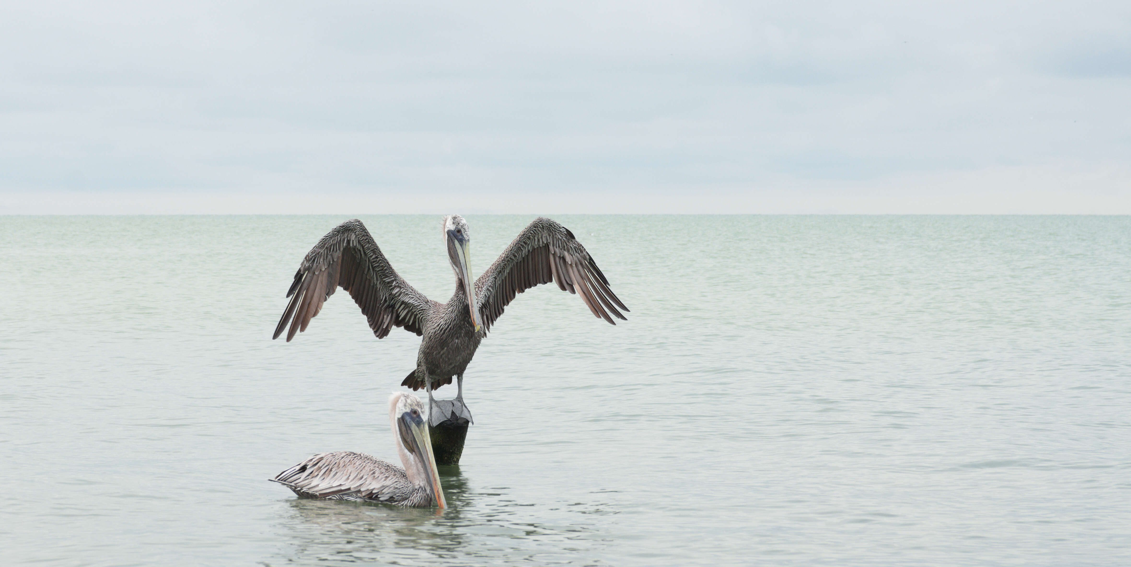 Image of California brown pelican