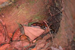 Image of Rainbow Boa