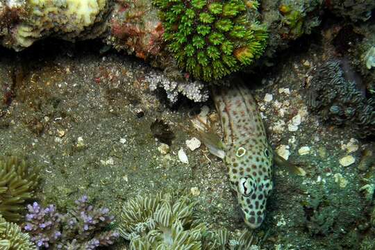 Image of Latticed sandperch