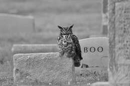 Image of Great Horned Owl