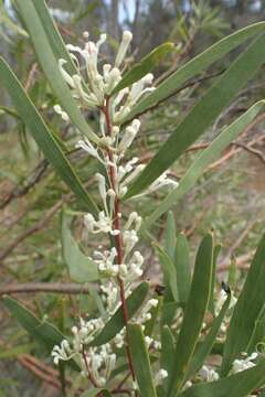 Image de Hakea lasianthoides B. L. Rye