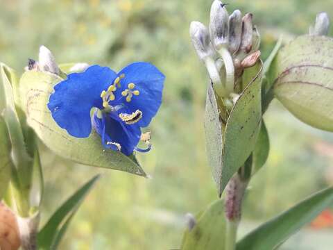 Слика од Commelina tuberosa L.