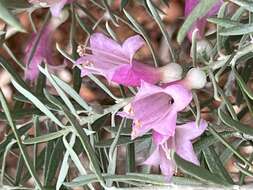 صورة Eremophila youngii F. Muell.