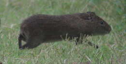 Image of Brazilian Guinea Pig