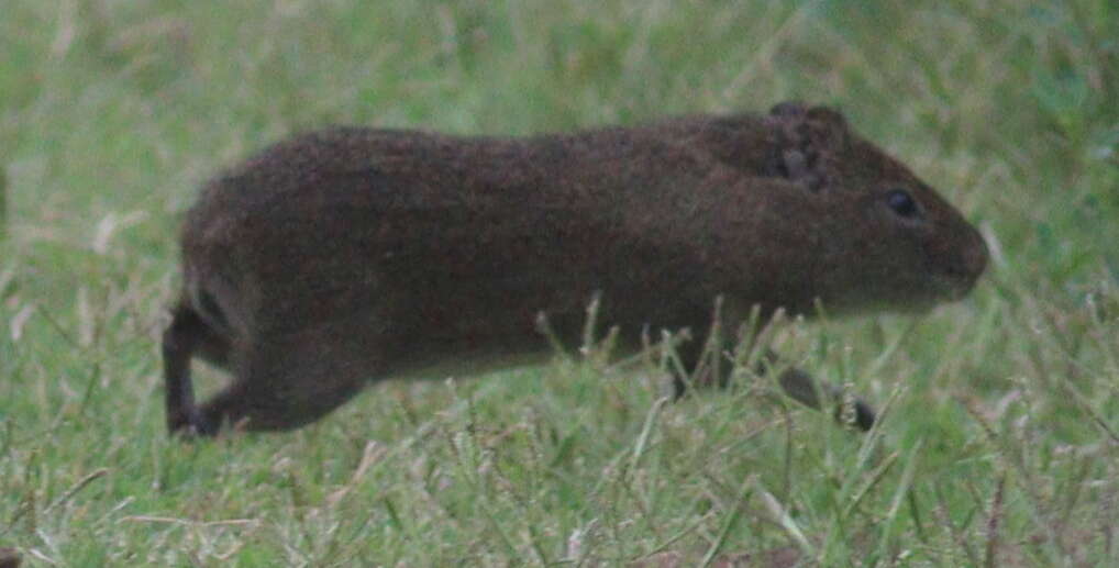 Image of Brazilian Guinea Pig