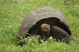 Image of Galapagos giant tortoise