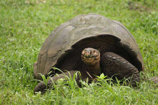 Image of Galapagos giant tortoise