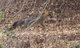 Image of Grey Foxes