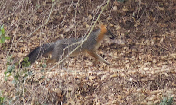 Image of Grey Foxes