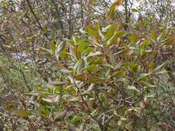 Image of Evergreen Bayberry