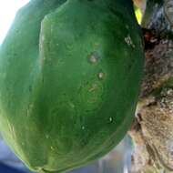 Image of Papaya ringspot virus