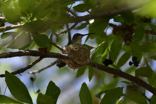 Image of Black-chinned Hummingbird