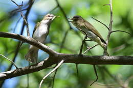 Image of Red-eyed Vireo