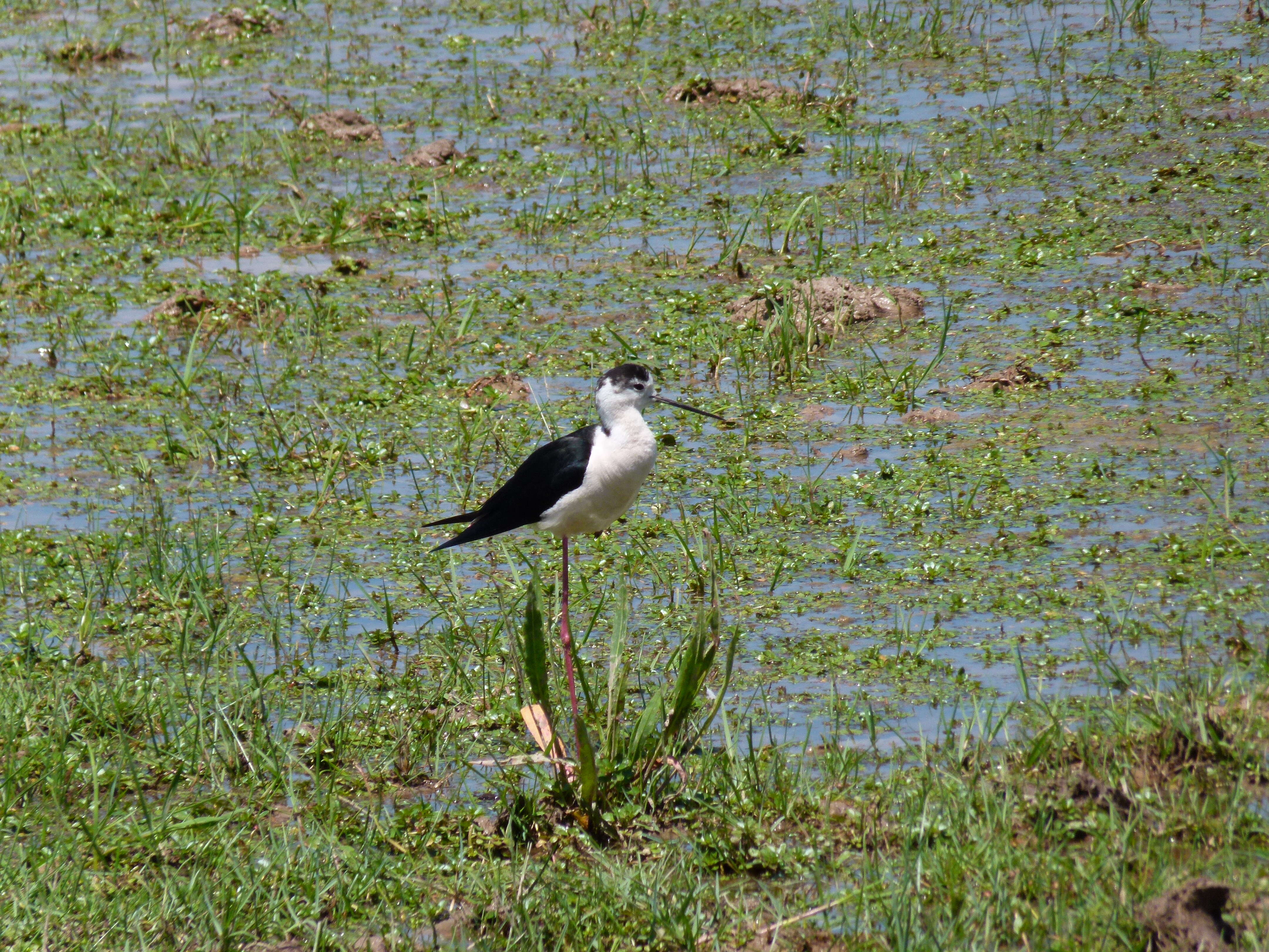 Image of Black-winged Stilt