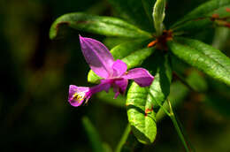 Image of tuberous grasspink