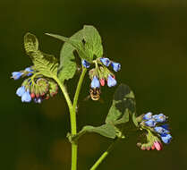 Image of Shrill carder bee