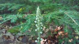 Image of downy rattlesnake plantain