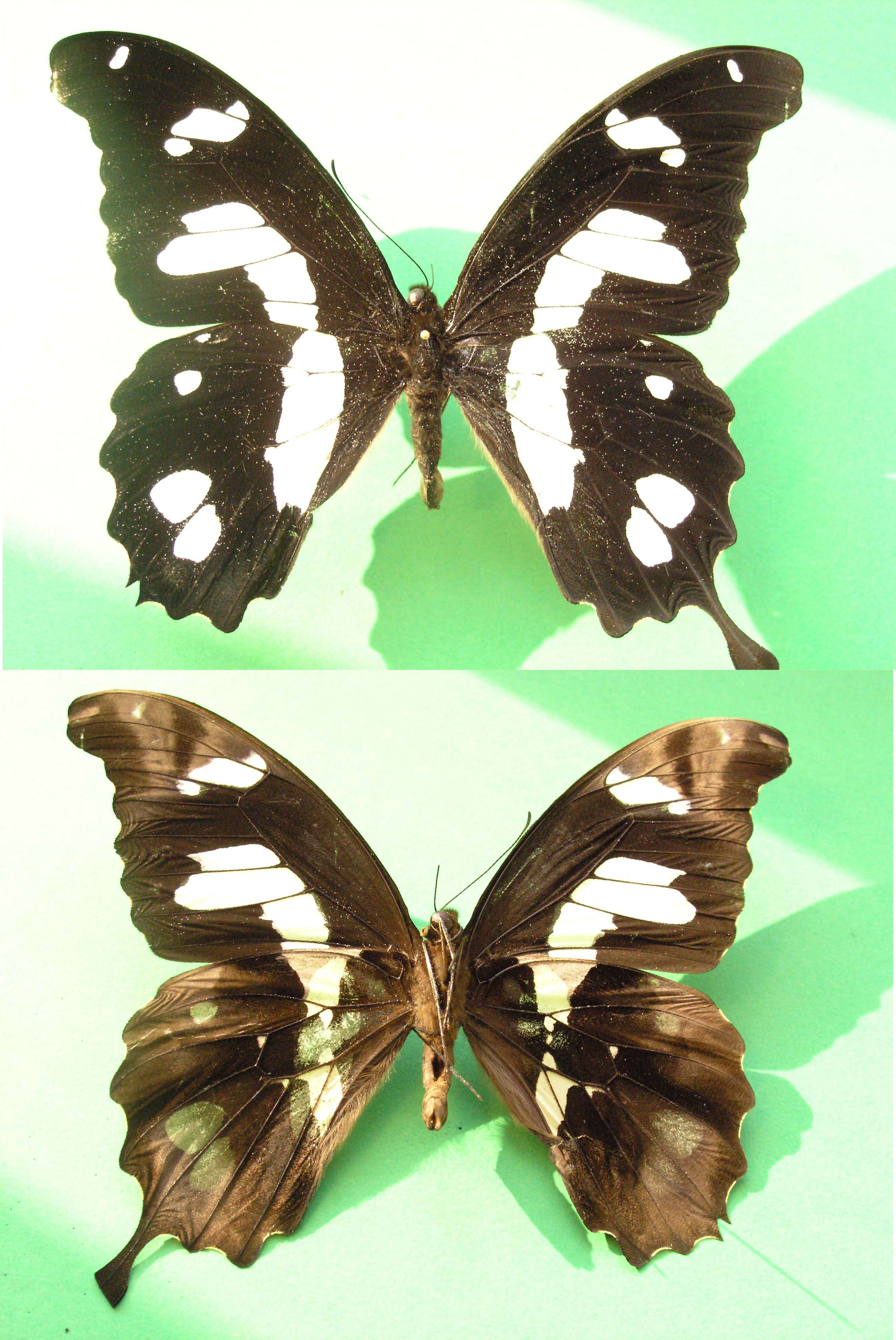 Image of Papilio hesperus Westwood (1843)
