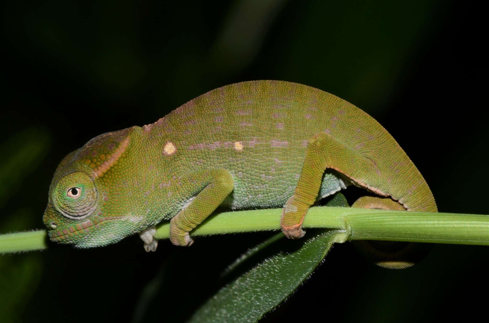 Image of Petter's Chameleon