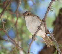 Plancia ëd Melaeornis mariquensis