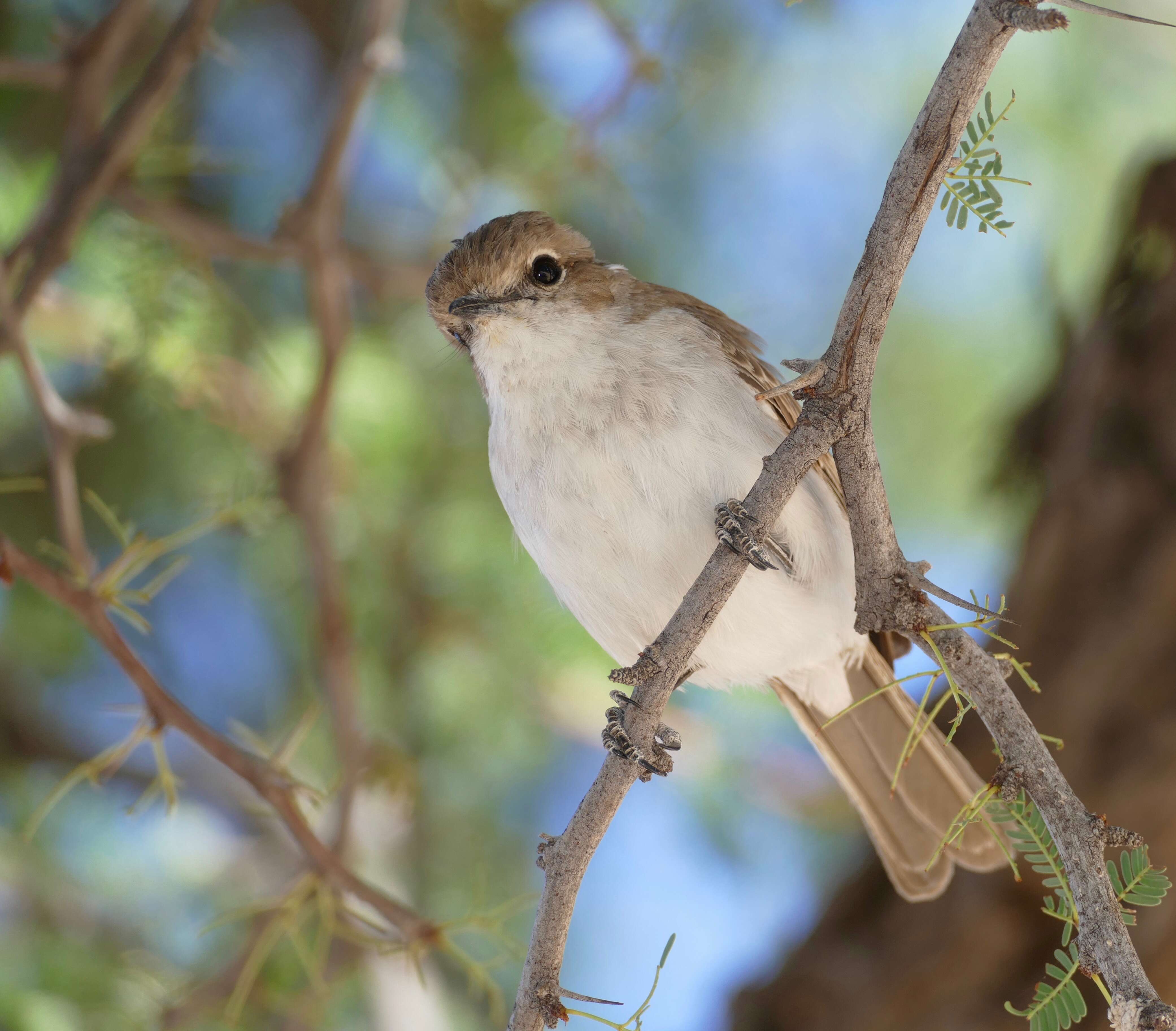 Plancia ëd Melaeornis mariquensis