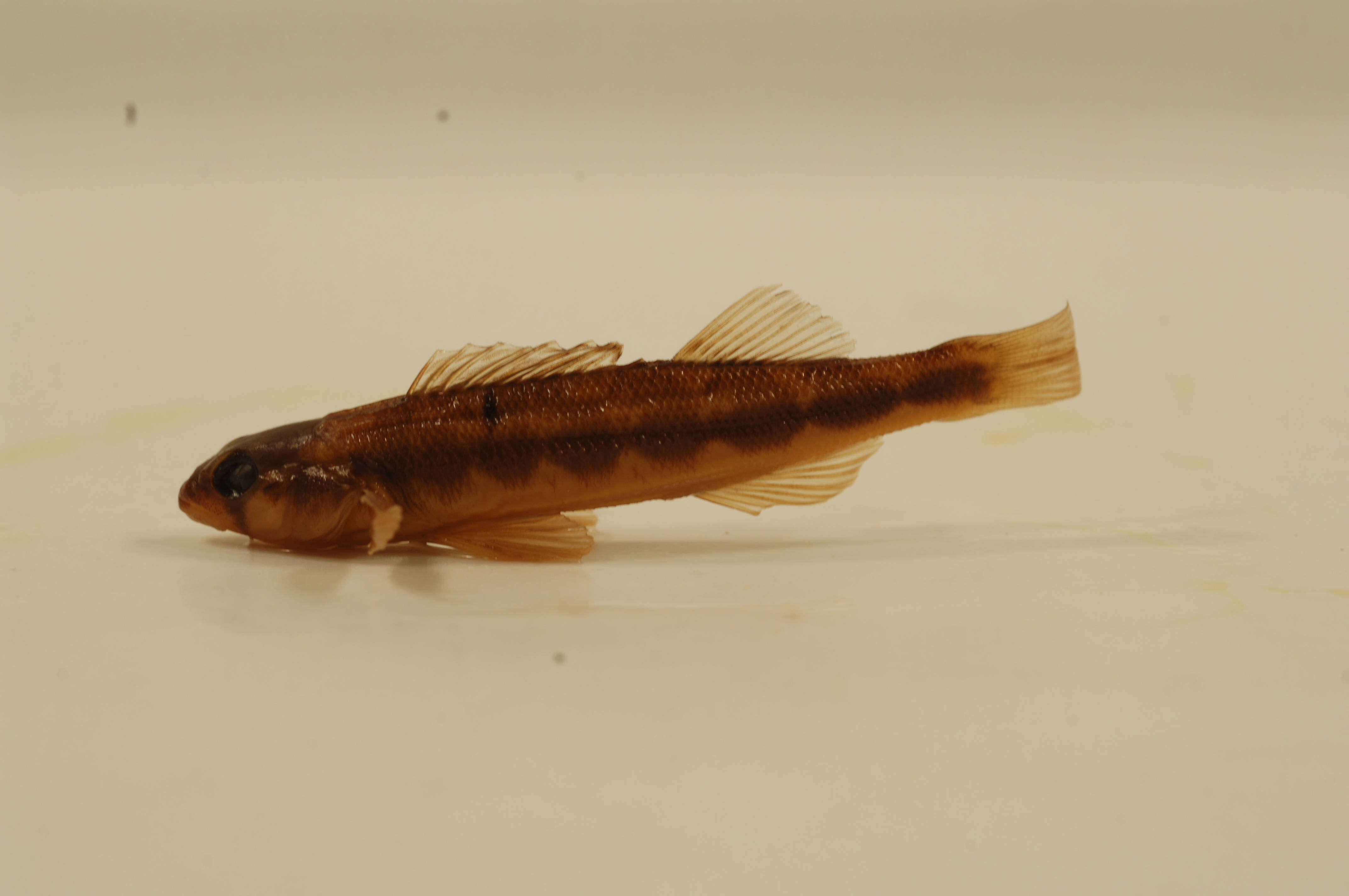 Image of Gilt Darter