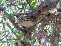 Image of Southern African Python