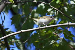 Image of Red-eyed Vireo