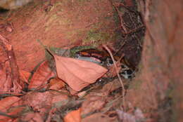 Image of Rainbow Boa