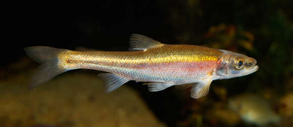 Image of Redside Dace