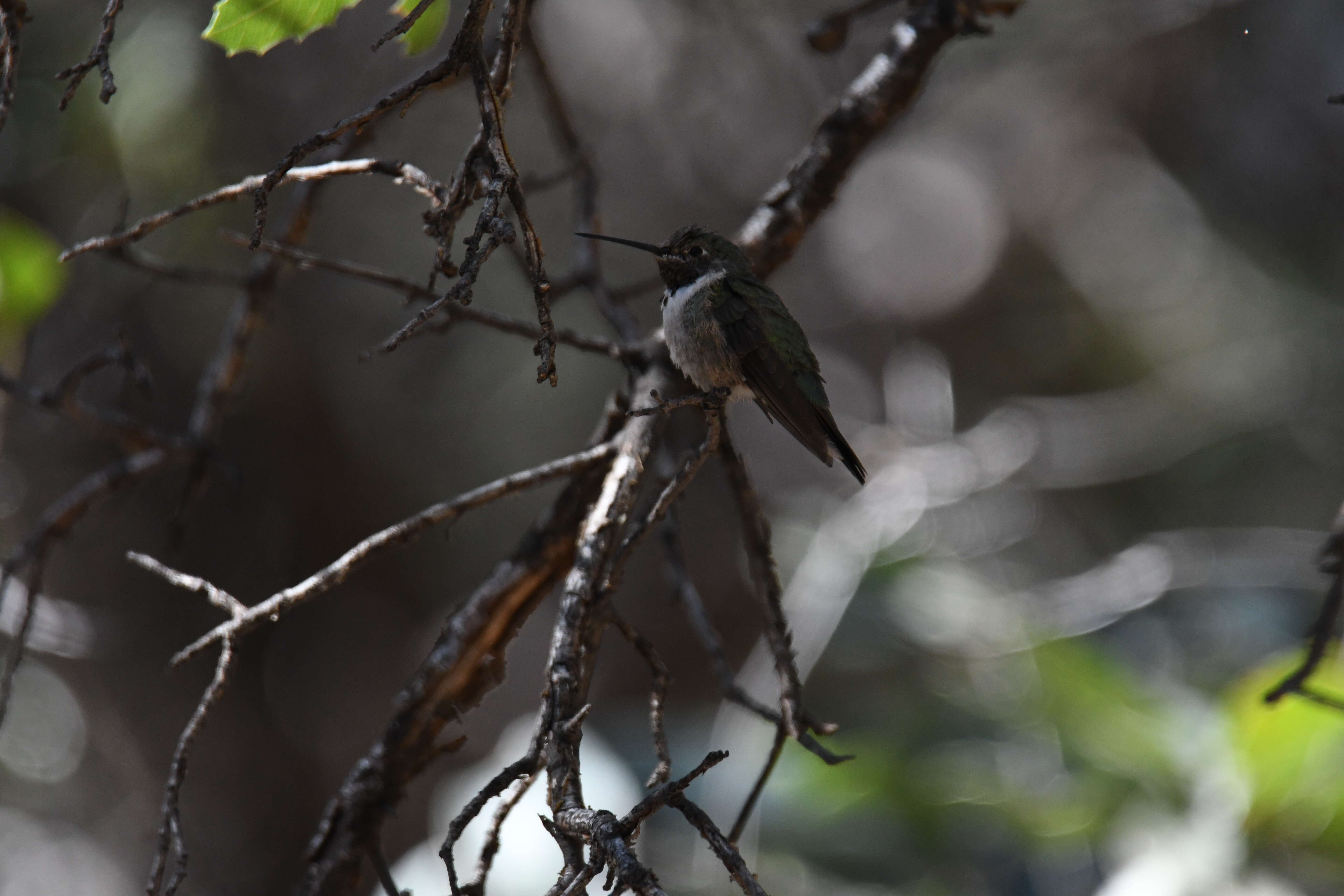 Image of Broad-tailed Hummingbird