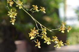 Image of Oncidium baueri Lindl.