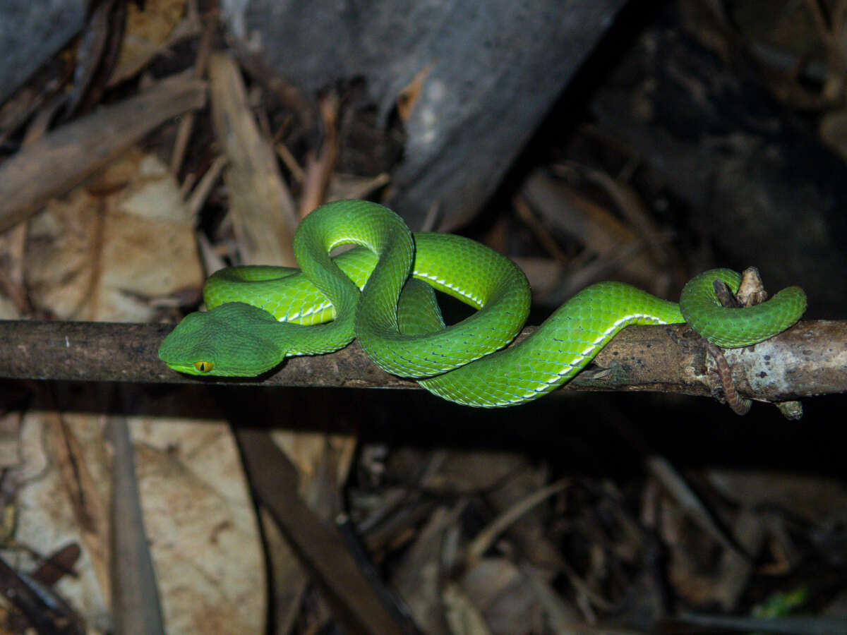 Image of Cardamom Mountains Green Pitviper