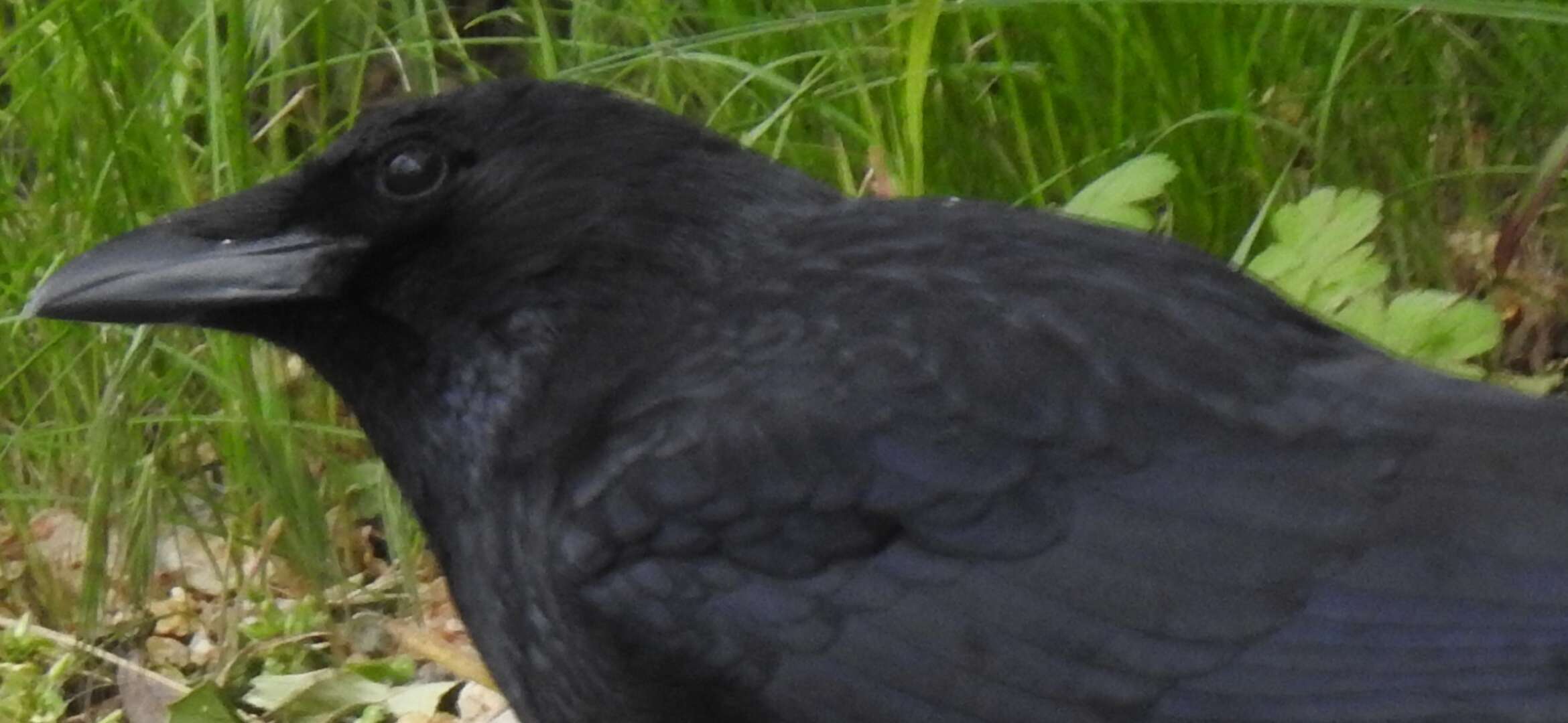 Image of Carrion Crow