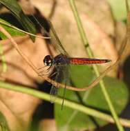 Image of little bloodtail