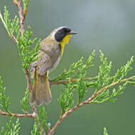 Geothlypis trichas (Linnaeus 1766) resmi