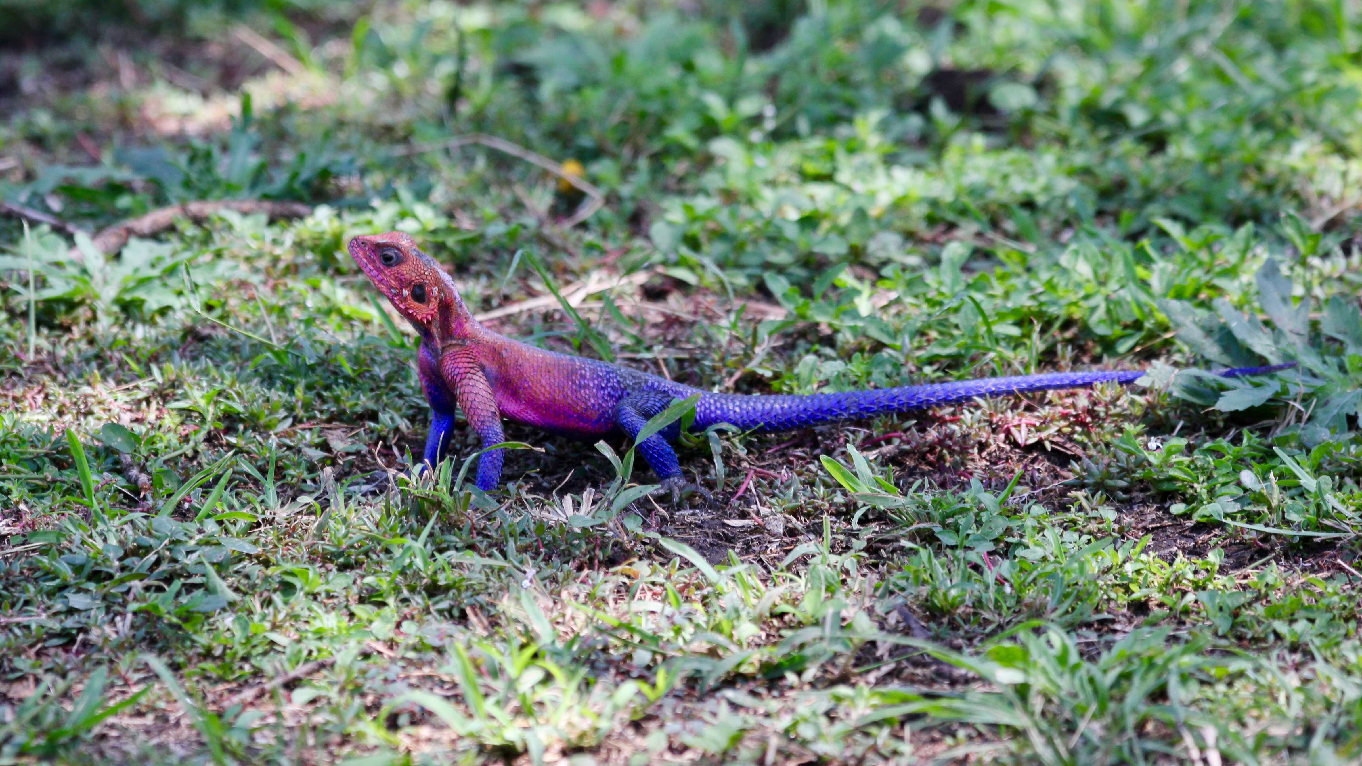 Image of Mwanza Flat-headed Rock Agama