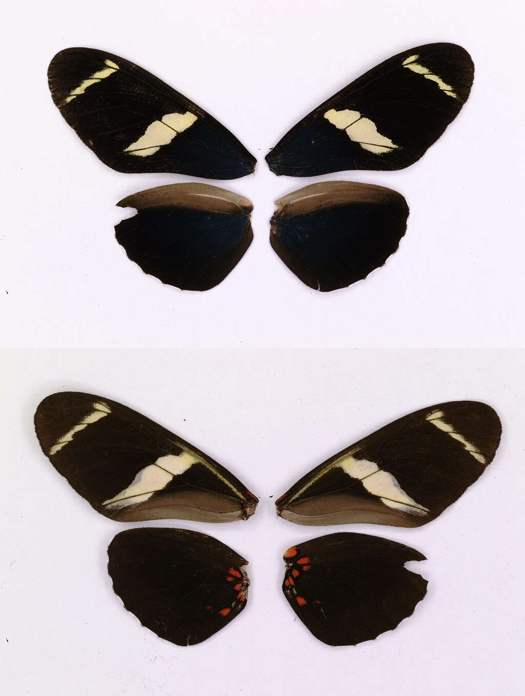 Heliconius sara Fabricius 1793的圖片