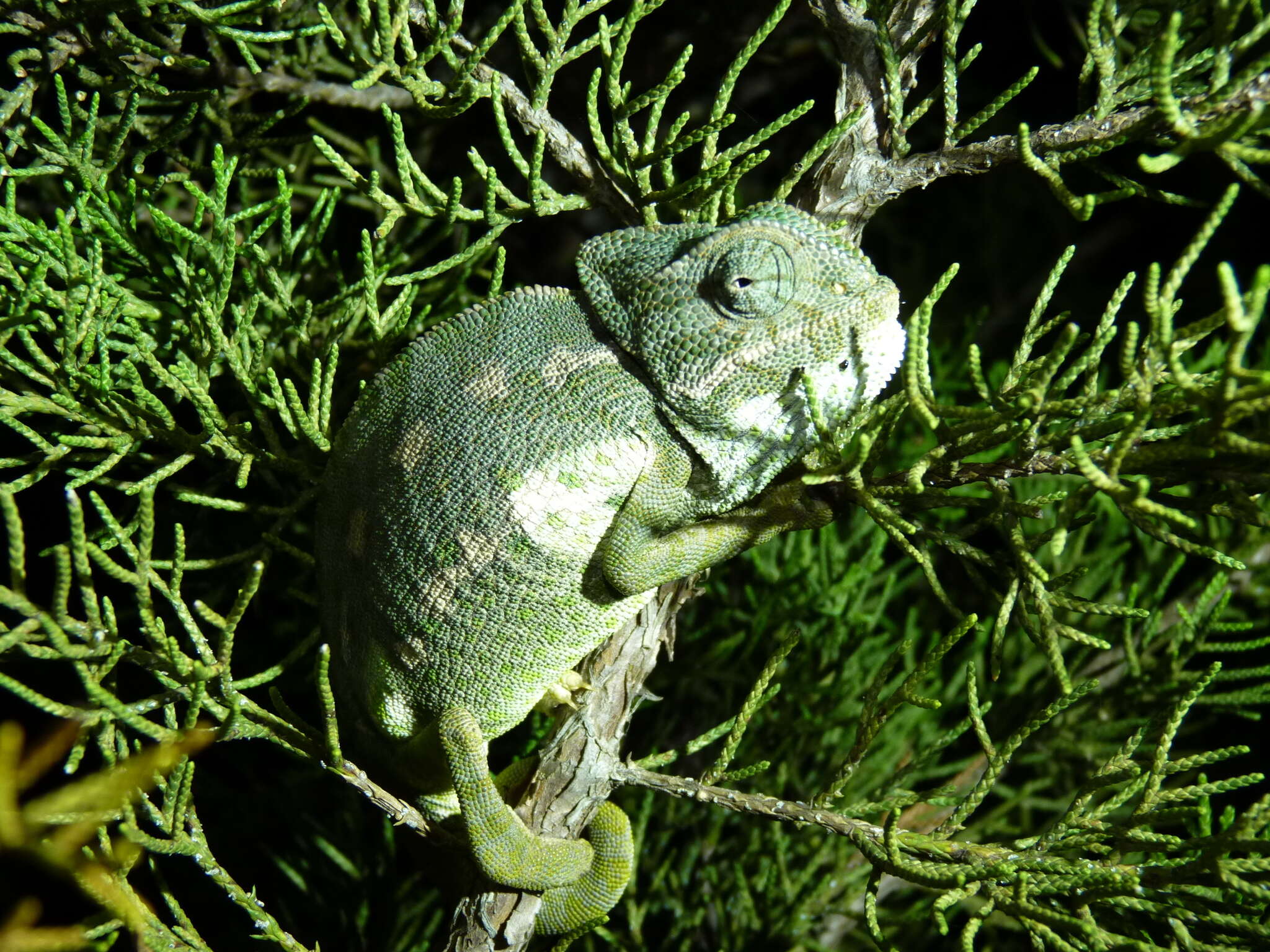 Image de Caméléon commun