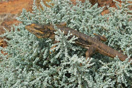 Image of Central bearded dragon