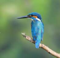 Image of Common Kingfisher