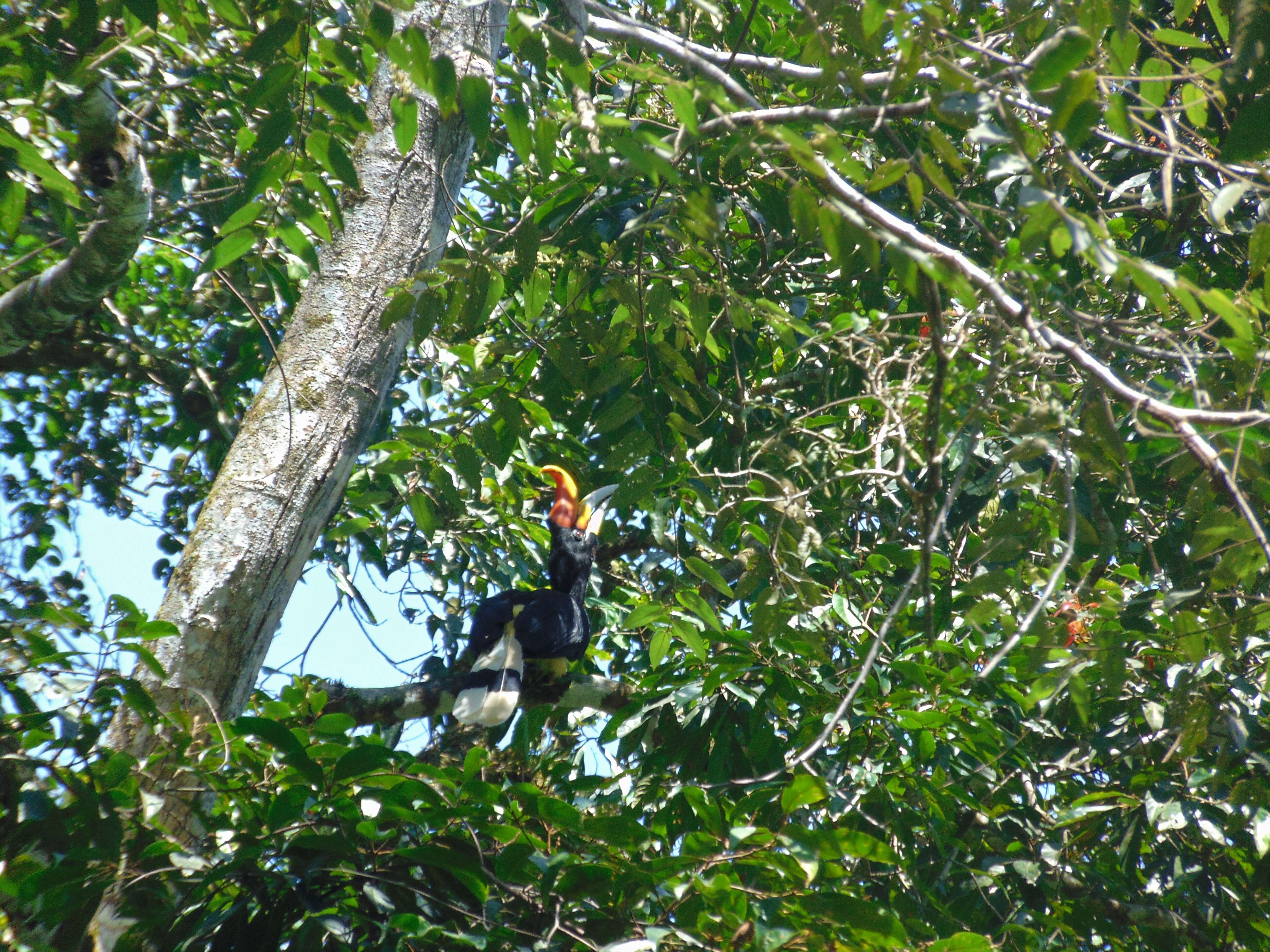 Image of Wrinkled Hornbill