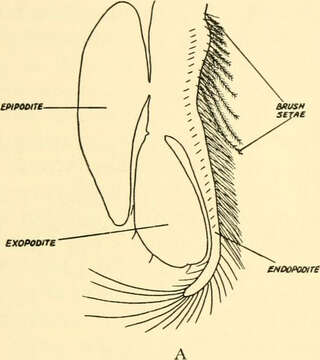 Image of Nebaliacea Calman 1904